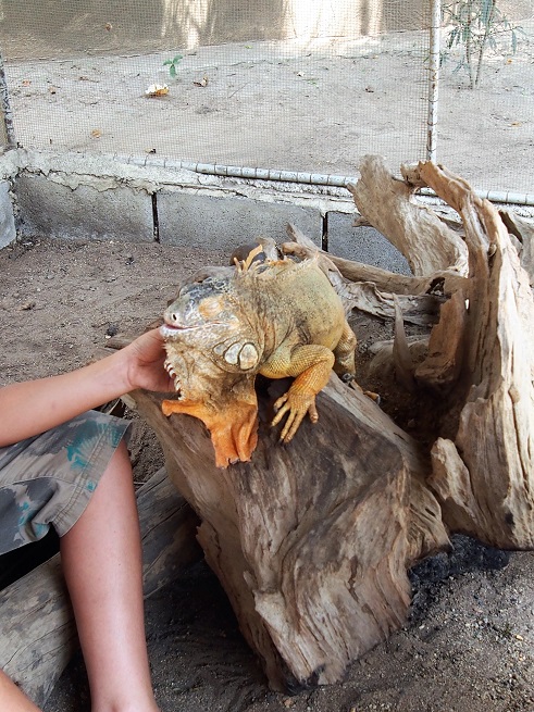 Iguane